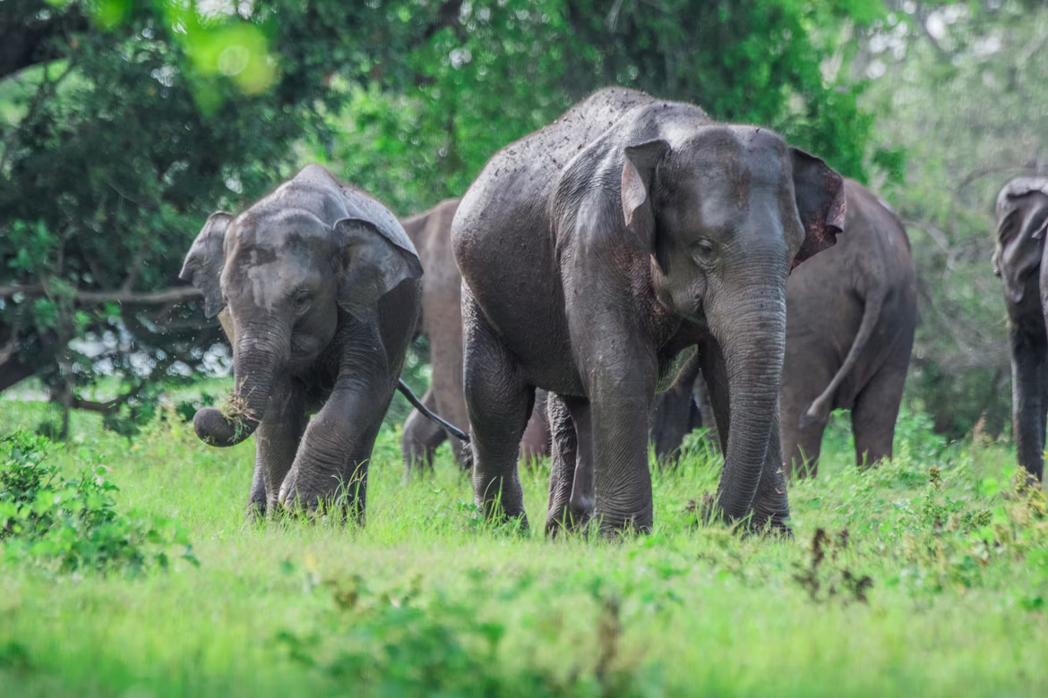 Sri Lanka Classic Explorer : Wildlife & Beach Escape - view 3